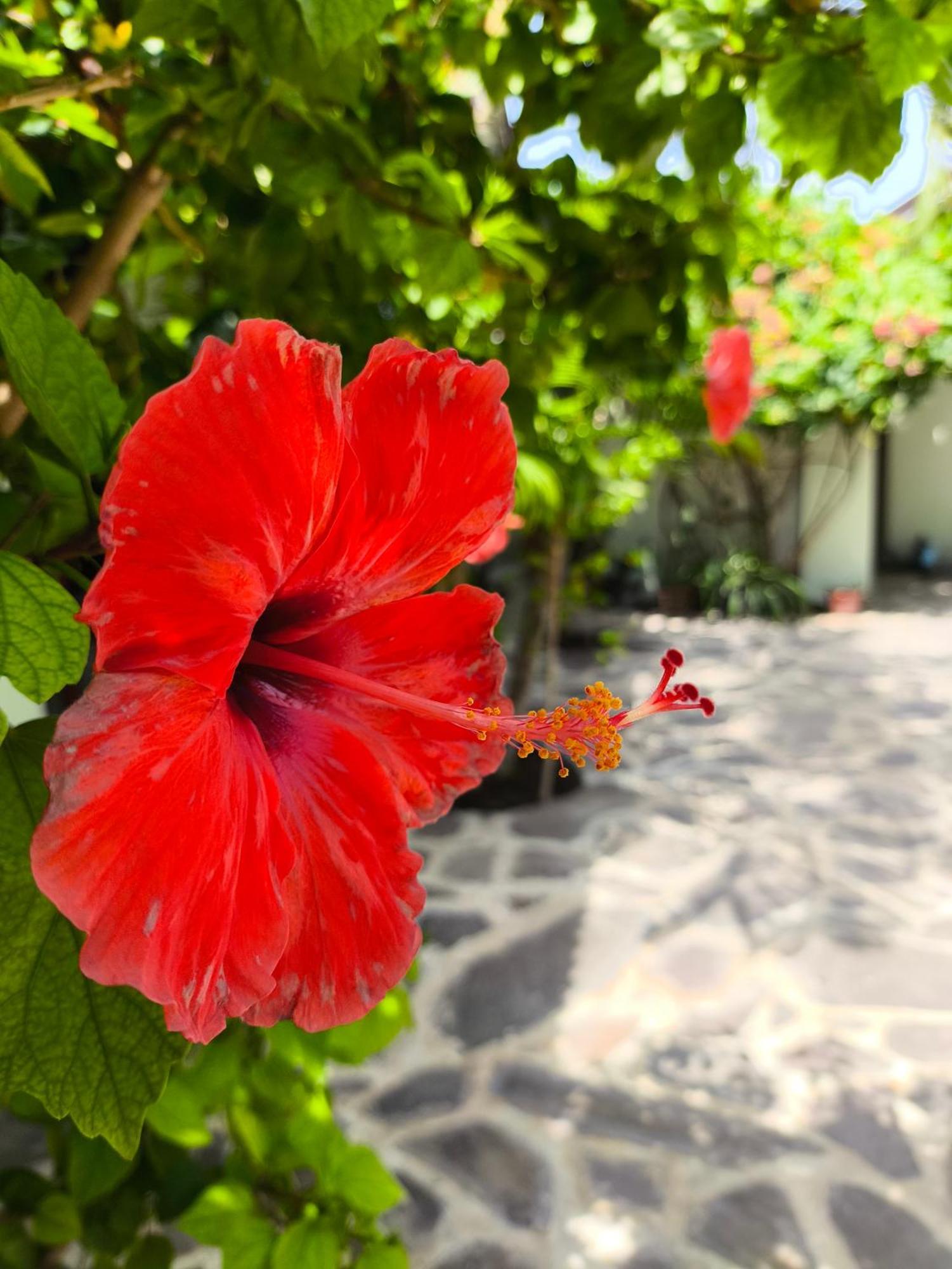Gili Mesari Cottages & Homestay Gili Trawangan Exterior photo